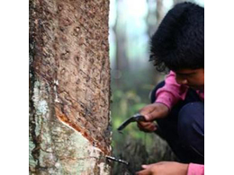 2019橡膠產(chǎn)業(yè)創(chuàng)新（上海）論壇即將召開
